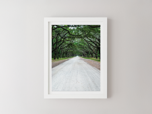 Wormsloe | Digital Download