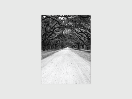 Wormsloe B&W