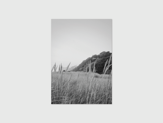 Dune Grass B&W
